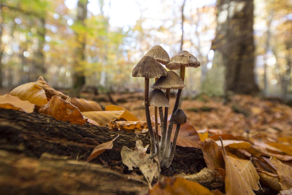 Pilze im Wald
