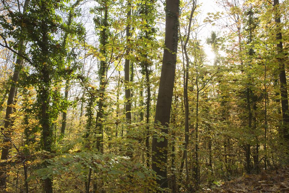 Wald