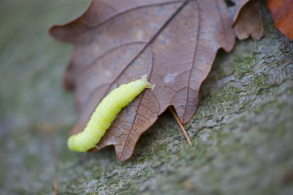 Raupe
