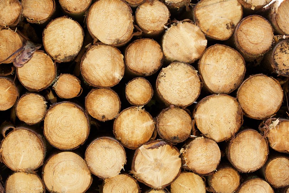 Holz