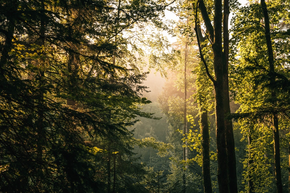Ein sonnendurchfluteter Wald