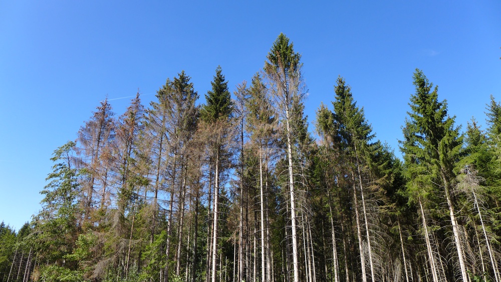 Waldschutz Stehendbefall Borkenkäfer 