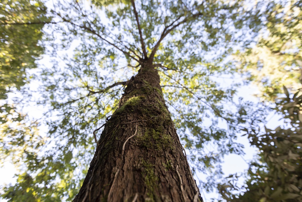 Ein schön gewachsener Speierling.