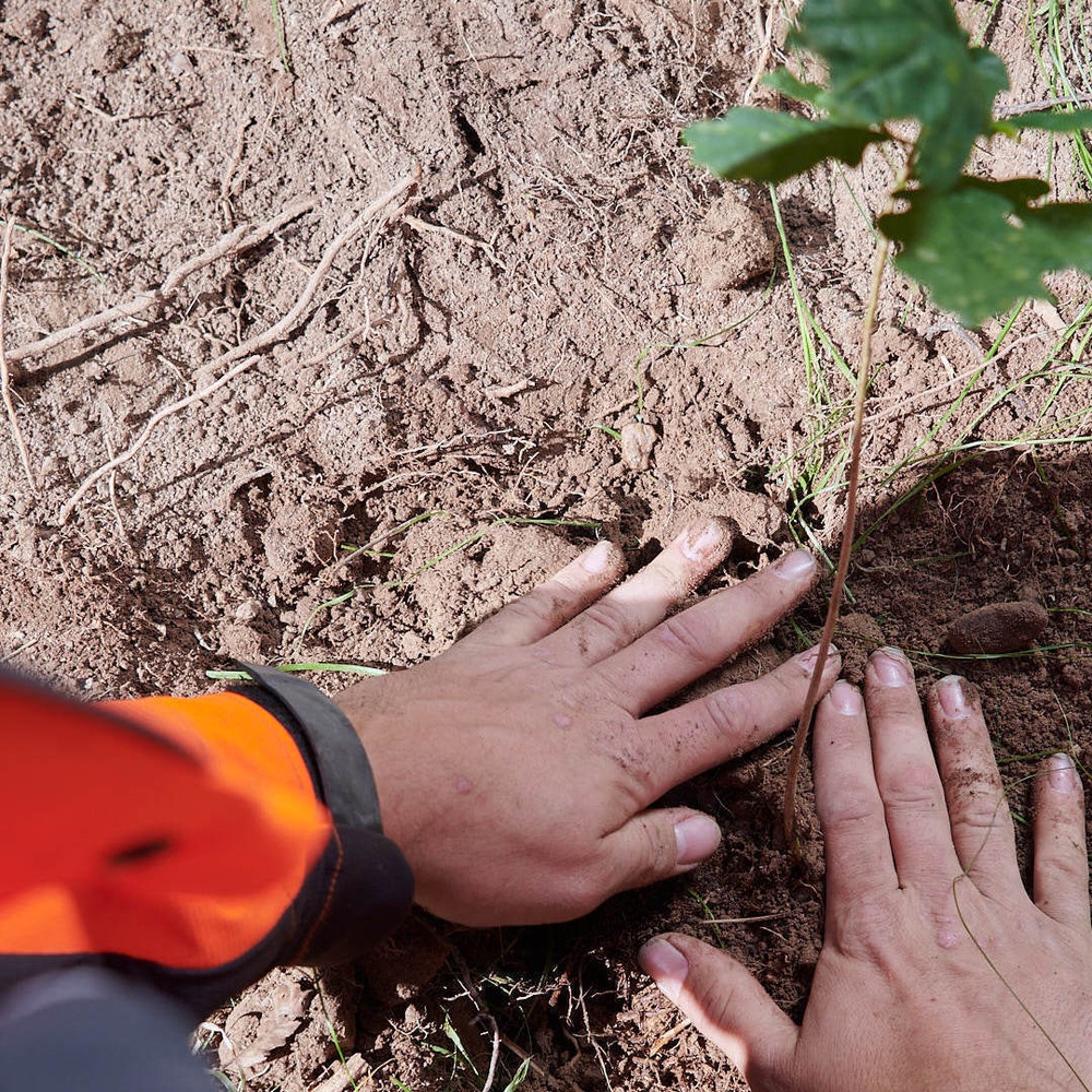 Ein kleiner Baum wird gepflanzt