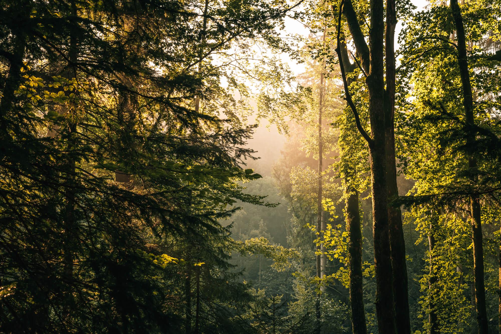 Tief im Wald